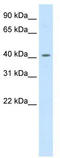 Peroxisome Proliferator Activated Receptor Delta antibody, TA343594, Origene, Western Blot image 