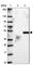 NADH:Ubiquinone Oxidoreductase Complex Assembly Factor 7 antibody, HPA045217, Atlas Antibodies, Western Blot image 