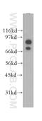 Gephyrin antibody, 12681-1-AP, Proteintech Group, Western Blot image 