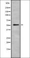 Complement Component 5a Receptor 2 antibody, orb335572, Biorbyt, Western Blot image 