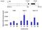Quiescin Sulfhydryl Oxidase 1 antibody, MA1-014, Invitrogen Antibodies, Chromatin Immunoprecipitation image 