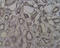 Nucleolar Protein 4 antibody, MBS395400, MyBioSource, Immunohistochemistry frozen image 