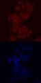 One Cut Homeobox 2 antibody, AF6294, R&D Systems, Immunofluorescence image 