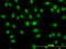 DEAD-Box Helicase 56 antibody, LS-C133768, Lifespan Biosciences, Immunofluorescence image 