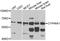 Cytochrome P450 Family 46 Subfamily A Member 1 antibody, A8573, ABclonal Technology, Western Blot image 