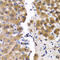 SCP 2 antibody, abx006772, Abbexa, Western Blot image 