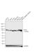 GYS antibody, MA5-15022, Invitrogen Antibodies, Western Blot image 