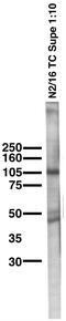 Potassium Calcium-Activated Channel Subfamily U Member 1 antibody, 73-056, Antibodies Incorporated, Western Blot image 