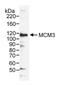Minichromosome Maintenance Complex Component 3 antibody, NB100-289, Novus Biologicals, Western Blot image 