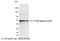 S-tag epitope tag antibody, NB600-511, Novus Biologicals, Western Blot image 
