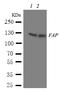 Protein Tyrosine Kinase 2 antibody, LS-C312736, Lifespan Biosciences, Western Blot image 