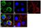 Apolipoprotein B antibody, MIA1610, Invitrogen Antibodies, Immunofluorescence image 