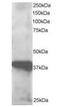 GIPC PDZ Domain Containing Family Member 3 antibody, orb18595, Biorbyt, Western Blot image 