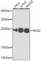 BCL2 Associated Athanogene 2 antibody, 23-166, ProSci, Western Blot image 