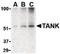 TRAF family member-associated NF-kappa-B activator antibody, LS-B595, Lifespan Biosciences, Western Blot image 