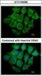 Ubiquitin conjugation factor E4 B antibody, GTX109385, GeneTex, Immunofluorescence image 