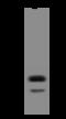 RBM35B antibody, 204575-T32, Sino Biological, Western Blot image 