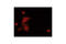 ZFP36 Ring Finger Protein Like 1 antibody, 2119S, Cell Signaling Technology, Immunofluorescence image 