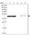 Homer Scaffold Protein 3 antibody, NBP2-32607, Novus Biologicals, Western Blot image 