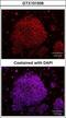 SRY-Box 2 antibody, GTX101506, GeneTex, Immunofluorescence image 