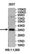 Methyl-CpG Binding Domain Protein 3 antibody, orb78181, Biorbyt, Western Blot image 
