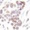 Histone H2B type 1-B antibody, PA5-17821, Invitrogen Antibodies, Immunohistochemistry frozen image 