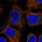PRKCA-binding protein antibody, HPA067384, Atlas Antibodies, Immunofluorescence image 