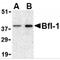 BCL2 Related Protein A1 antibody, MBS150190, MyBioSource, Western Blot image 