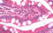 Arginine decarboxylase antibody, MBS248370, MyBioSource, Immunohistochemistry frozen image 