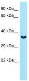 Gap Junction Protein Delta 2 antibody, TA341672, Origene, Western Blot image 