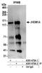 Lysine Demethylase 2A antibody, A301-475A, Bethyl Labs, Immunoprecipitation image 