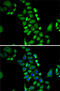 Glyoxalase I antibody, 18-395, ProSci, Immunofluorescence image 