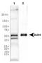 Double homeobox protein 4 antibody, MA5-16147, Invitrogen Antibodies, Western Blot image 