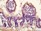 Cysteine And Serine Rich Nuclear Protein 2 antibody, orb215307, Biorbyt, Immunohistochemistry paraffin image 