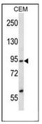 FACT antibody, AP54054PU-N, Origene, Western Blot image 