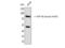 Heat shock protein HSP 90-alpha antibody, STJ90145, St John