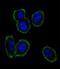 HGFIN antibody, LS-C162913, Lifespan Biosciences, Immunofluorescence image 