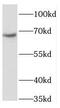 PiggyBac transposable element-derived protein 3 antibody, FNab06350, FineTest, Western Blot image 