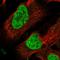 Homeobox protein DLX-4 antibody, HPA059933, Atlas Antibodies, Immunofluorescence image 