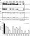 Growth Differentiation Factor 9 antibody, NBP2-61934, Novus Biologicals, Western Blot image 