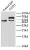 Cleavage Stimulation Factor Subunit 1 antibody, FNab02037, FineTest, Immunoprecipitation image 