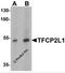 Transcription Factor CP2 Like 1 antibody, 6807, ProSci, Western Blot image 
