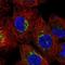 Epsin 2 antibody, NBP2-13965, Novus Biologicals, Immunocytochemistry image 