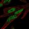 Zinc Finger Protein 225 antibody, NBP2-58019, Novus Biologicals, Immunocytochemistry image 