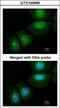 S100 Calcium Binding Protein A11 antibody, GTX100698, GeneTex, Immunofluorescence image 