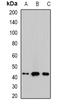 NHL Repeat Containing E3 Ubiquitin Protein Ligase 1 antibody, orb341144, Biorbyt, Western Blot image 