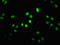 Histone Cluster 1 H1 Family Member E antibody, LS-C676872, Lifespan Biosciences, Immunofluorescence image 