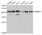 Heterogeneous nuclear ribonucleoprotein D0 antibody, TA332439, Origene, Western Blot image 