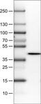 N-Terminal EF-Hand Calcium Binding Protein 1 antibody, MA5-24614, Invitrogen Antibodies, Western Blot image 