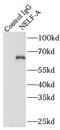 Negative Elongation Factor Complex Member A antibody, FNab05656, FineTest, Immunoprecipitation image 